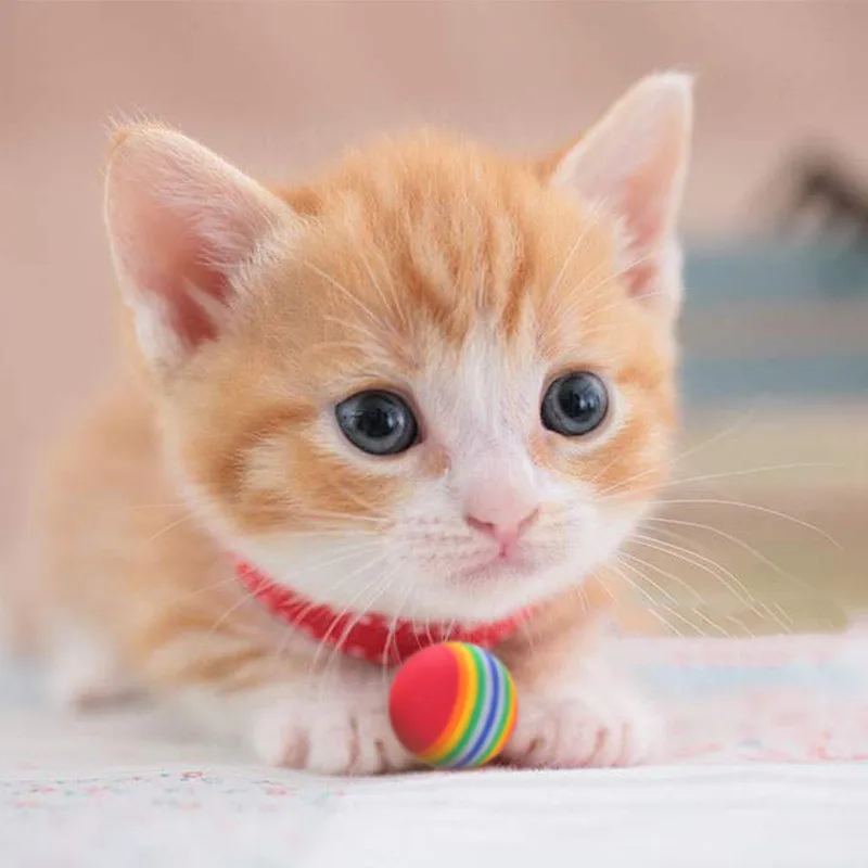 Rainbow Cat Toy Ball EVA Foam Interactive Pet Ball Toys for Chewing Playing Teeth Grinding Funny Kitten Supplies Toys for Cats
Rainbow Cat Toy Ball EVA Foam Interactive Pet Ball Toys for Chewing Playing Teeth Grinding Funny Kitten Supplies Toys for Cats