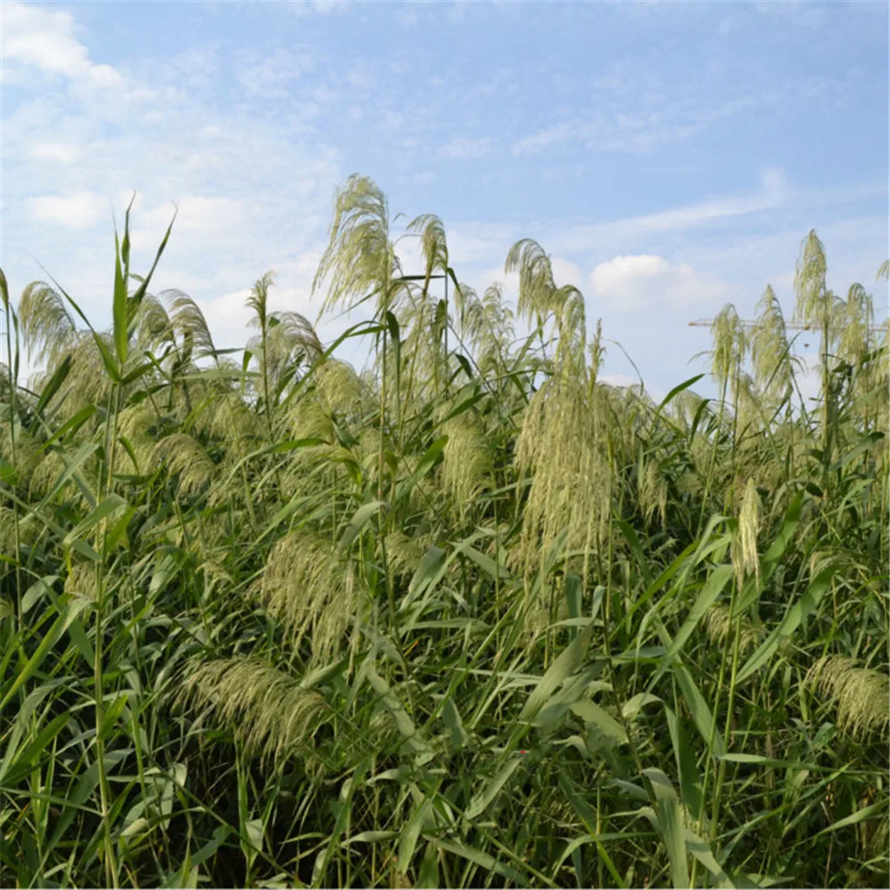 Light color wedding flowers bunch natural dried pampas grass flower beautiful reed christmas home wedding decoration phragmites
Light color wedding flowers bunch natural dried pampas grass flower beautiful reed christmas home wedding decoration phragmites