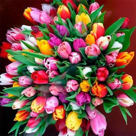 JMINE Div 5D Tulips colorful Flower Full Diamond Painting cross stitch kits art High Quality Floral 3D paint by diamonds
JMINE Div 5D Tulips colorful Flower Full Diamond Painting cross stitch kits art High Quality Floral 3D paint by diamonds