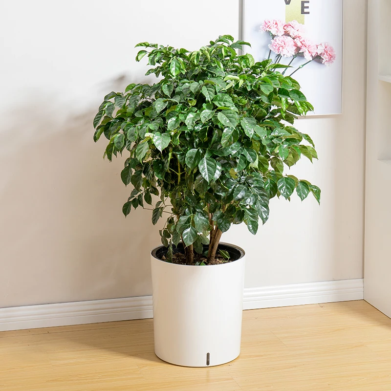 White Round Flower Pot Big Balcony Europe Plastic Plant Pot Orchid Home Decor Macetas Decorativas Garden Supplies EH60FP
White Round Flower Pot Big Balcony Europe Plastic Plant Pot Orchid Home Decor Macetas Decorativas Garden Supplies EH60FP