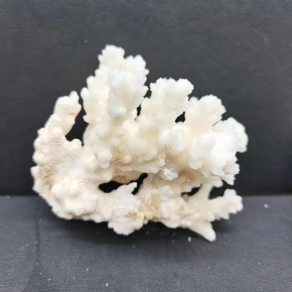 

Natural Coral Sea White Coral Tree White Coral Aquarium Landscaping Home Furnishing Ornaments Home Decoration