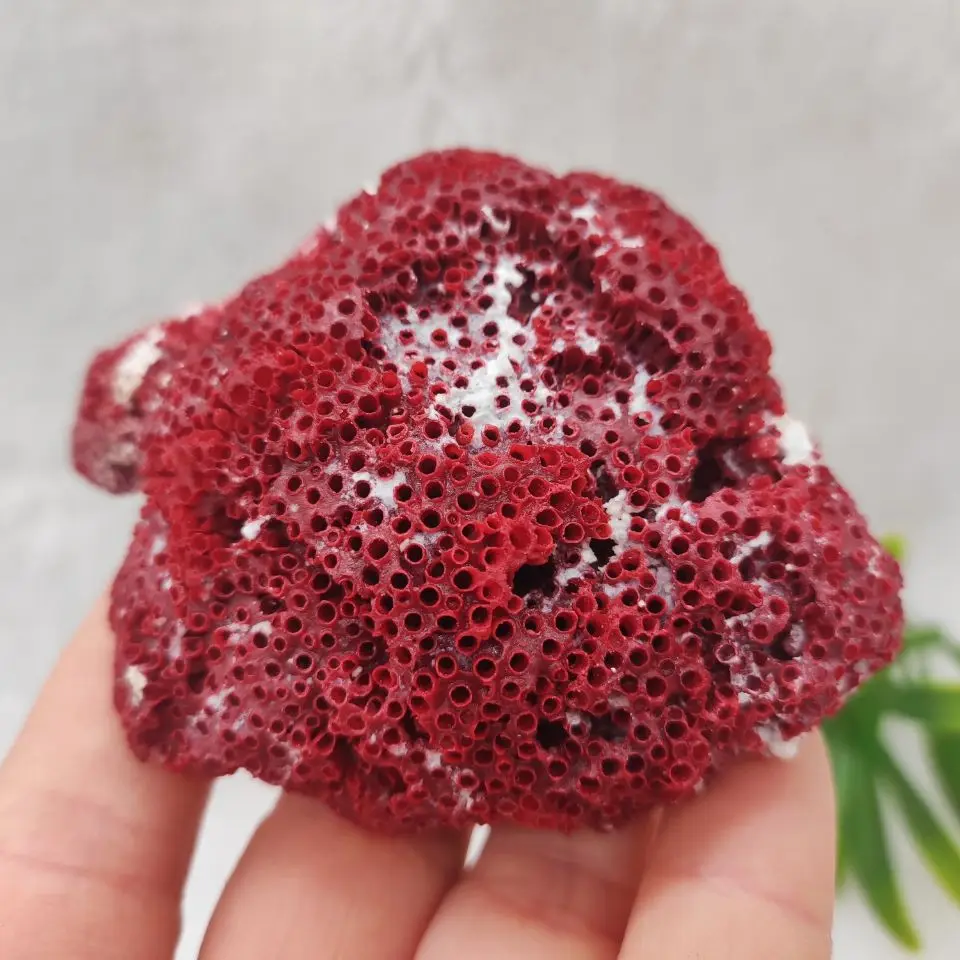 1pcs Natural Coral Tree Sea Red Coralline Plant Antipathes Flowerpot Aquatic Animal Landscaping Furnishing Ornaments Home Decor
1pcs Natural Coral Tree Sea Red Coralline Plant Antipathes Flowerpot Aquatic Animal Landscaping Furnishing Ornaments Home Decor