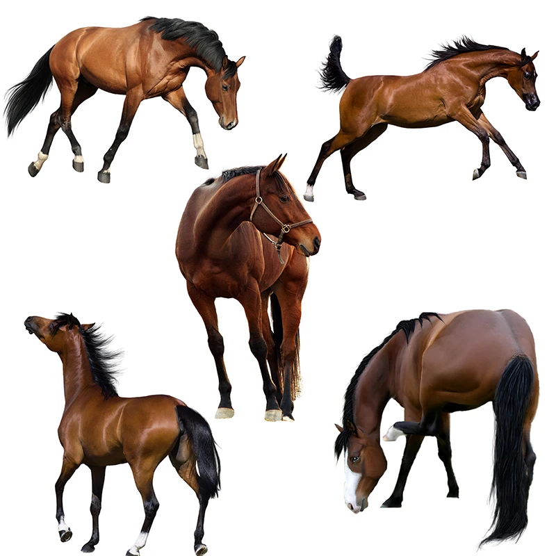 

Three Ratels QD107 HD Brown steed Beautiful horses stickers for Room decoration car hood Poster Self Adhesive Removable