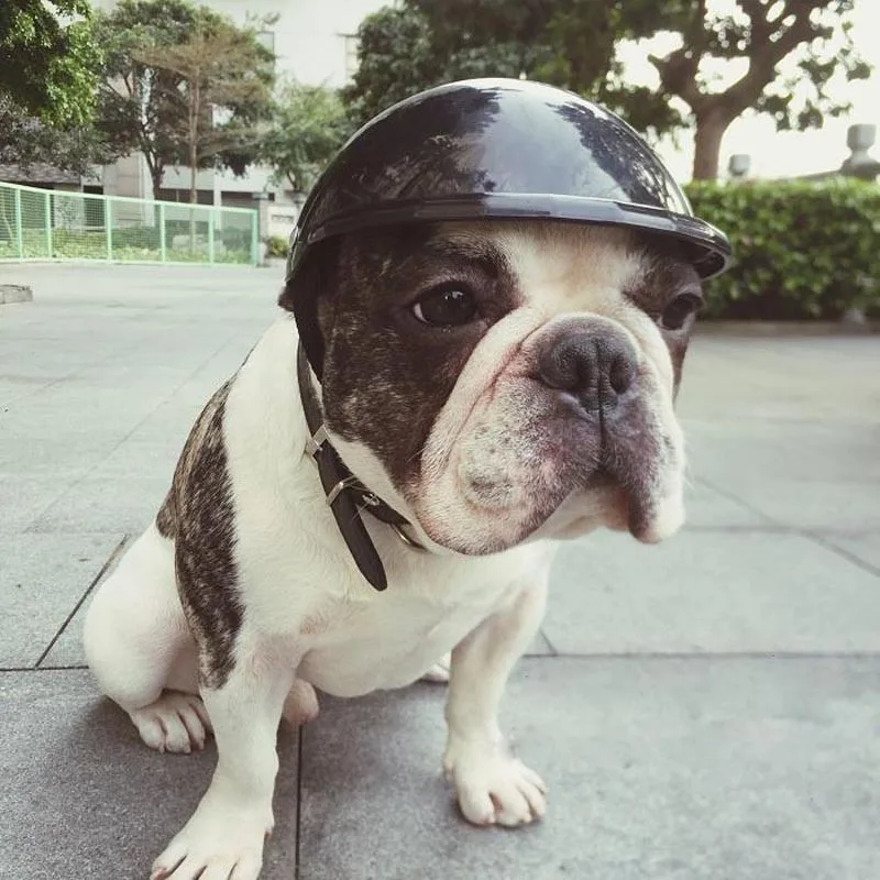 s Dog Helmets for Motorcycles Cool ABS Fashion Pet Dog Hat Helmet Plastic Pet Protect Ridding Cap SML
s Dog Helmets for Motorcycles Cool ABS Fashion Pet Dog Hat Helmet Plastic Pet Protect Ridding Cap SML