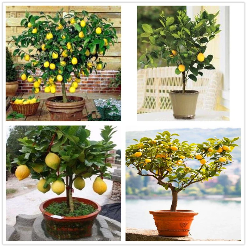 20Pcs Perfume Lemon Seeds Nature Fruits Fragrant Plants Bathroom Cabinet Garden Dwarf Lemon Tree Wood Furniture GU8-J
20Pcs Perfume Lemon Seeds Nature Fruits Fragrant Plants Bathroom Cabinet Garden Dwarf Lemon Tree Wood Furniture GU8-J
