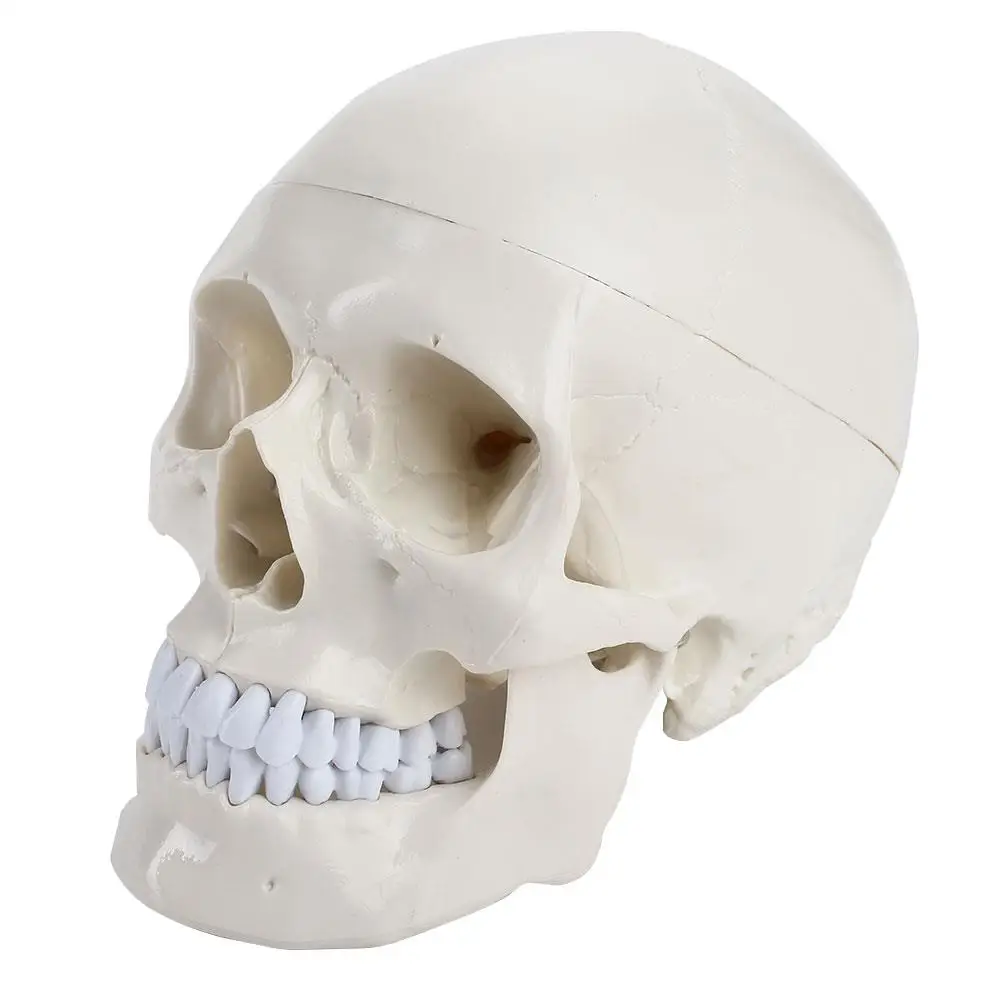 Medical Model Durable Visual Human PVC Sculpture Skeleton Medical Head Model Parietal Anatomical Skull Teaching Model
Medical Model Durable Visual Human PVC Sculpture Skeleton Medical Head Model Parietal Anatomical Skull Teaching Model