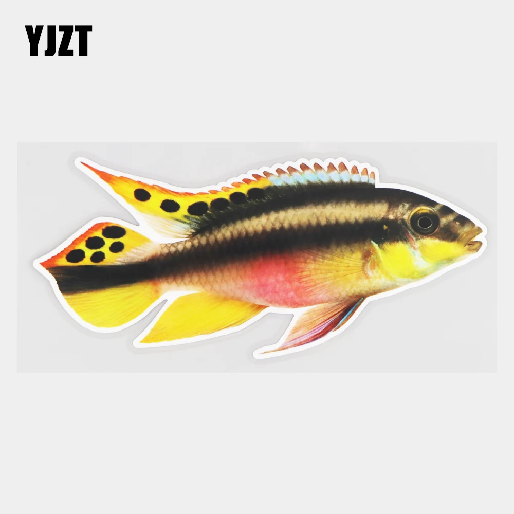 YJZT 18,5 × 8,2 см красивые модные наклейки Cichlid для бампера, виниловые наклейки с животными, автомобильные наклейки 21A-1010 
YJZT 18,5 × 8,2 см красивые модные наклейки Cichlid для бампера, виниловые наклейки с животными, автомобильные наклейки 21A-1010