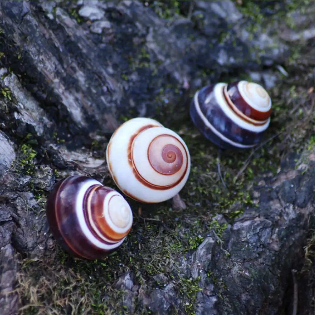 Раковина 2-4 см, раковина Swa раковина, домашнее украшение «сделай сам» для дома, ручная работа, Декор, 1 шт., морской H6d0
Раковина 2-4 см, раковина Swa раковина, домашнее украшение «сделай сам» для дома, ручная работа, Декор, 1 шт., морской H6d0