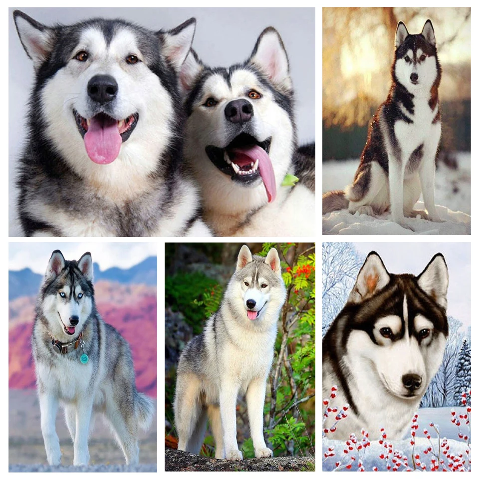 Алмазная 5D картина «сделай сам» Стразы подарок полностью Алмазная вышивка животное Хаски мозаика картина домашний декор Набор для вышивки ...
Алмазная 5D картина «сделай сам» Стразы подарок полностью Алмазная вышивка животное Хаски мозаика картина домашний декор Набор для вышивки ...