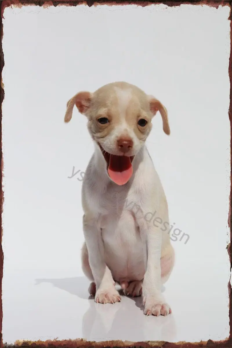 Декор для комнаты чихуахуа, ретро, винтажный металлический знак, жестяная вывеска, оловянные пластины, настенный Декор для дома, клуба, мужс...
Декор для комнаты чихуахуа, ретро, винтажный металлический знак, жестяная вывеска, оловянные пластины, настенный Декор для дома, клуба, мужс...