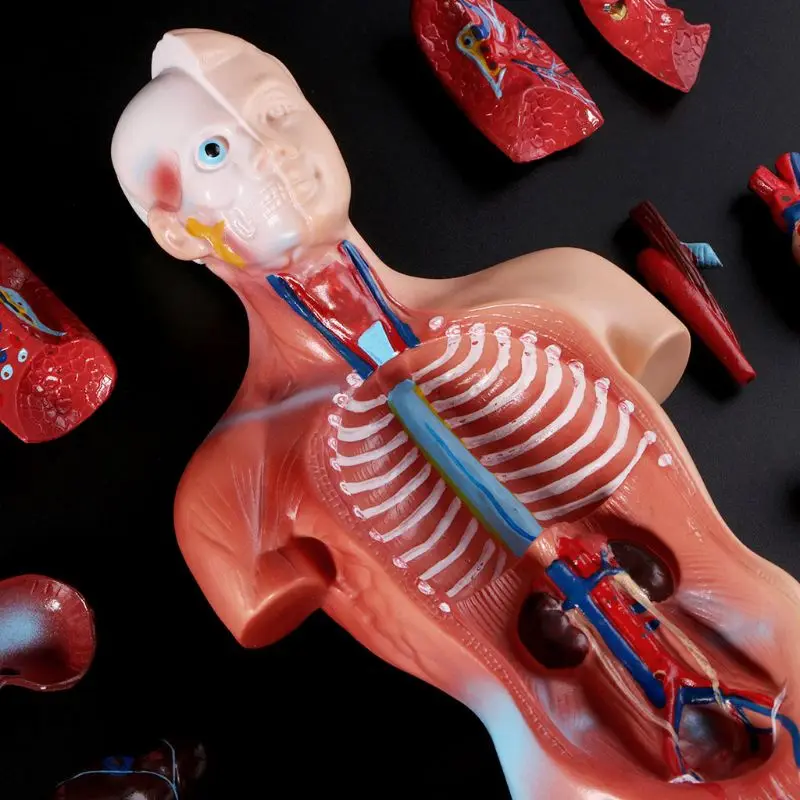 

28 см человеческого тела туловища модель анатомия, анатомический медицинский внутренние органы для обучения Скелет дропшиппинг