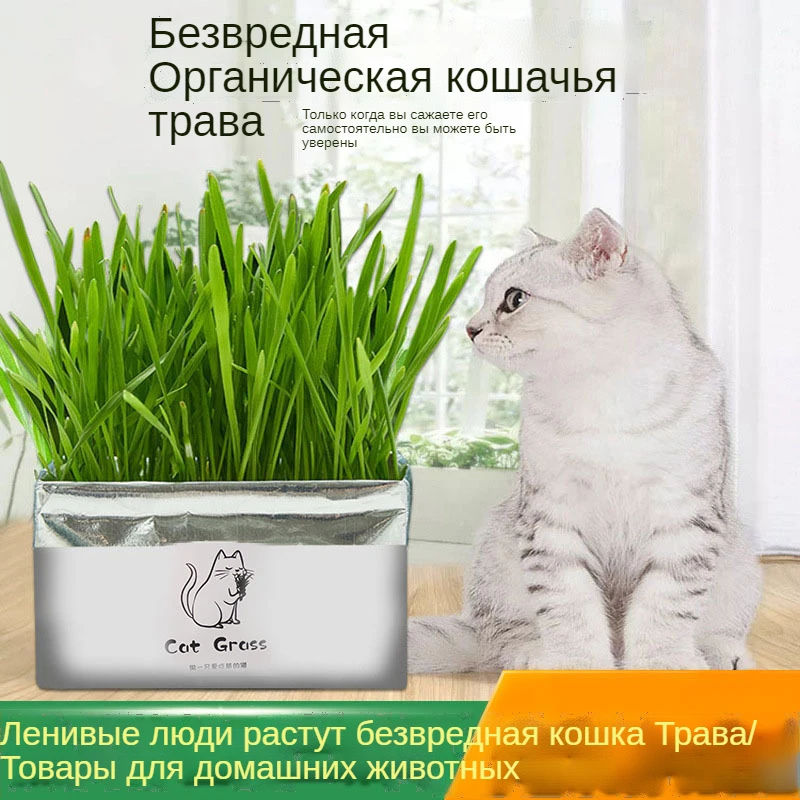 Cat Grass Has Been Planted Catnip Lazy Hydroponic Wheat Soilless Organic Kittens Herbivorous Hairballs DIY Cats Snacks Bag
Cat Grass Has Been Planted Catnip Lazy Hydroponic Wheat Soilless Organic Kittens Herbivorous Hairballs DIY Cats Snacks Bag