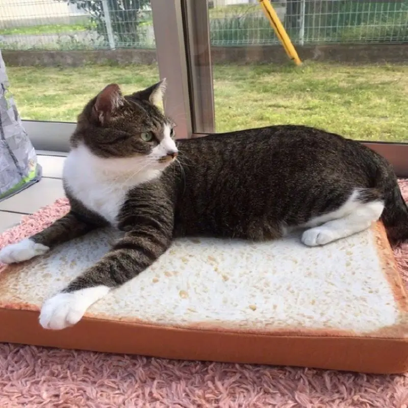 Pet Cat Bed, Dog Bed, Warm and Soft Cat Sofa In Autumn and Winter Creative Bread Forms Cat Supplies, Dog Kennels
Pet Cat Bed, Dog Bed, Warm and Soft Cat Sofa In Autumn and Winter Creative Bread Forms Cat Supplies, Dog Kennels