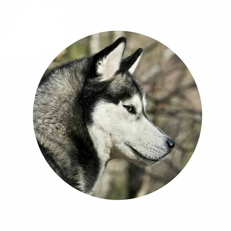 13cm for Siberian Husky Dog Alaskan Malamute Car Truck Decal Anime Waterproof 3D Stickers Car Decoration
13cm for Siberian Husky Dog Alaskan Malamute Car Truck Decal Anime Waterproof 3D Stickers Car Decoration
