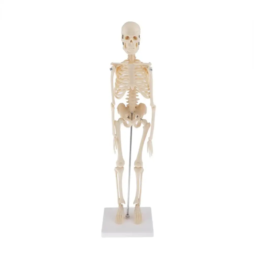 45CM Flexible Human Anatomical Anatomy Skeleton decoration Model anatomical Skeleton toys human skelet model teaching tools
45CM Flexible Human Anatomical Anatomy Skeleton decoration Model anatomical Skeleton toys human skelet model teaching tools
