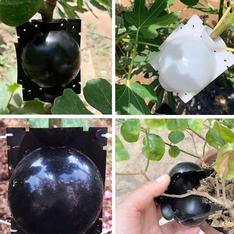 New 1/2/5pc Plant Rooting Ball Grafting Rooting Growing Box Breeding Case for Garden Plant high-pressure propagation box Sapling
New 1/2/5pc Plant Rooting Ball Grafting Rooting Growing Box Breeding Case for Garden Plant high-pressure propagation box Sapling