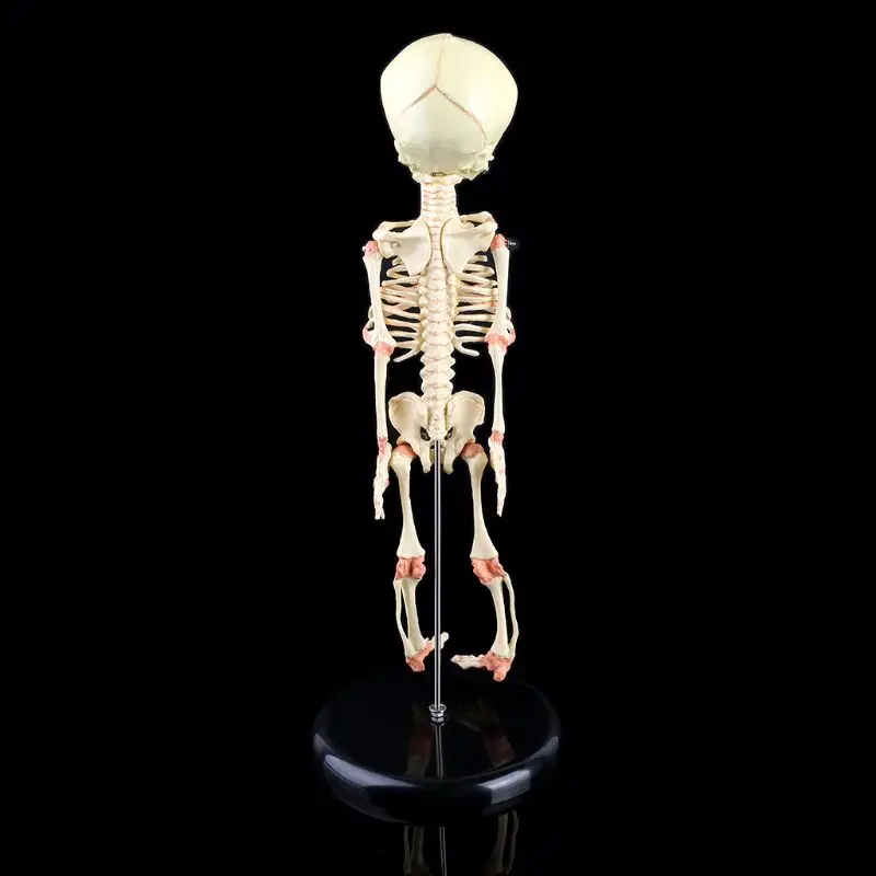 Single Head Baby Skull Human Research Model Skeleton Anatomical Brain Anatomy Teaching Display
Single Head Baby Skull Human Research Model Skeleton Anatomical Brain Anatomy Teaching Display