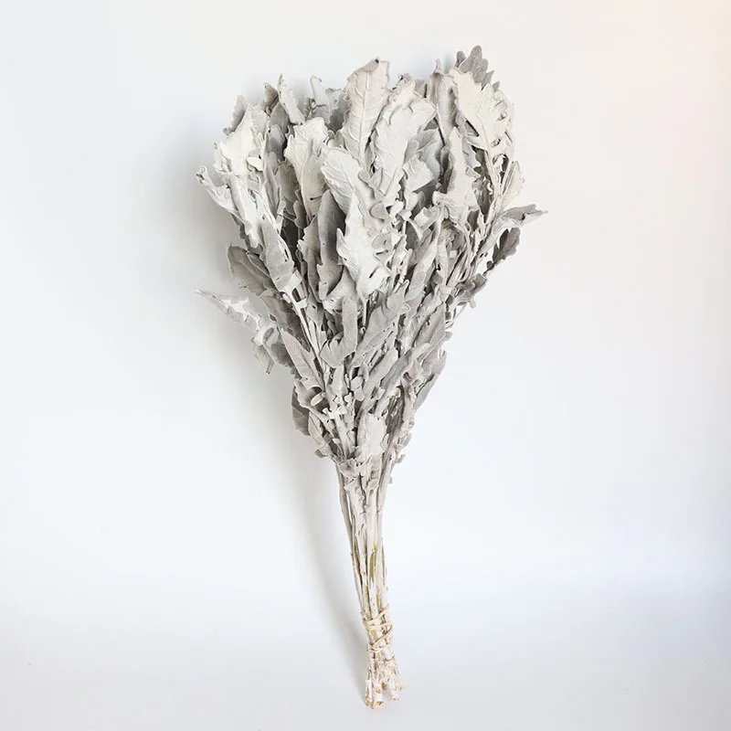 

Natural Air-Dried Silver Leaf Chrysanthemum Cineraria Plant DIY Arrangement Home Decor Flowers Wedding Bouquet Accessories