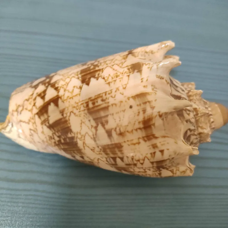 Natural big Conch Shells Conch Corn Screw Wall Decoration DIY Aquarium Landscape Seashells Crafts/party Decor 
Natural big Conch Shells Conch Corn Screw Wall Decoration DIY Aquarium Landscape Seashells Crafts/party Decor