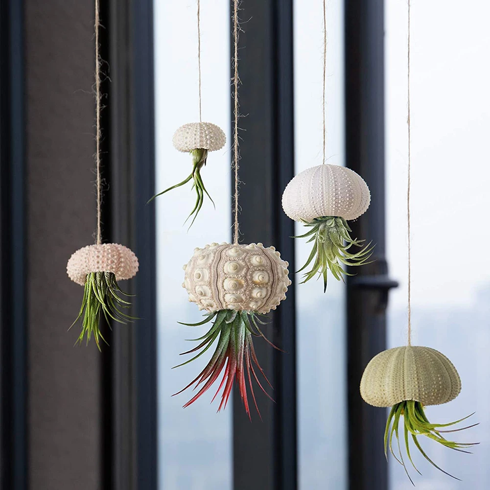 Natural Shells Conch Coquillage Sea Urchin Air Pineapple Aquarium Home Marine Beach Decoration Mediterranean Seashells Craft
Natural Shells Conch Coquillage Sea Urchin Air Pineapple Aquarium Home Marine Beach Decoration Mediterranean Seashells Craft