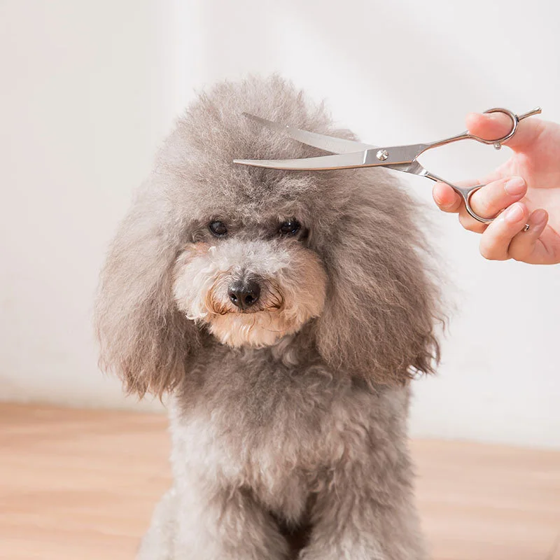 Pet Grooming Scissors Stainless Steel Cats Dogs Hair Seam Scissors Sharp Haircut Animal Barber Cutting Tool
Pet Grooming Scissors Stainless Steel Cats Dogs Hair Seam Scissors Sharp Haircut Animal Barber Cutting Tool