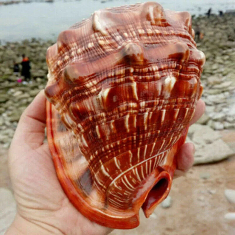 1pc Natural Shell Conch Coral Sea Snail Home Office Ornament Fish Tank Aquarium Landscape Decoration
1pc Natural Shell Conch Coral Sea Snail Home Office Ornament Fish Tank Aquarium Landscape Decoration
