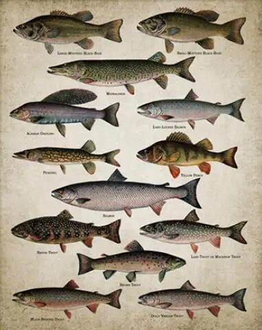 Lot style Choose Breeds Of Fish Painting Freshwater Fish Art print Silk poster Home Wall Decor
Lot style Choose Breeds Of Fish Painting Freshwater Fish Art print Silk poster Home Wall Decor