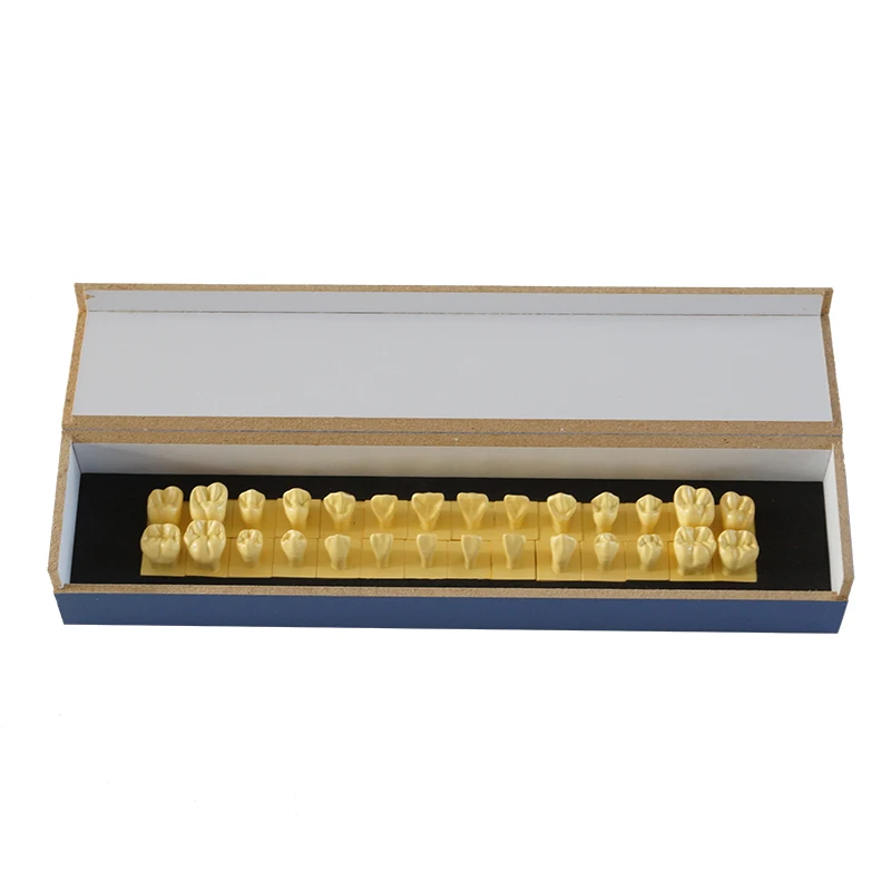 Teeth Model Permanent Teeth Model With Base 1.5 times natural size dental dentist dentistry anatomical anatomy shape mode
Teeth Model Permanent Teeth Model With Base 1.5 times natural size dental dentist dentistry anatomical anatomy shape mode