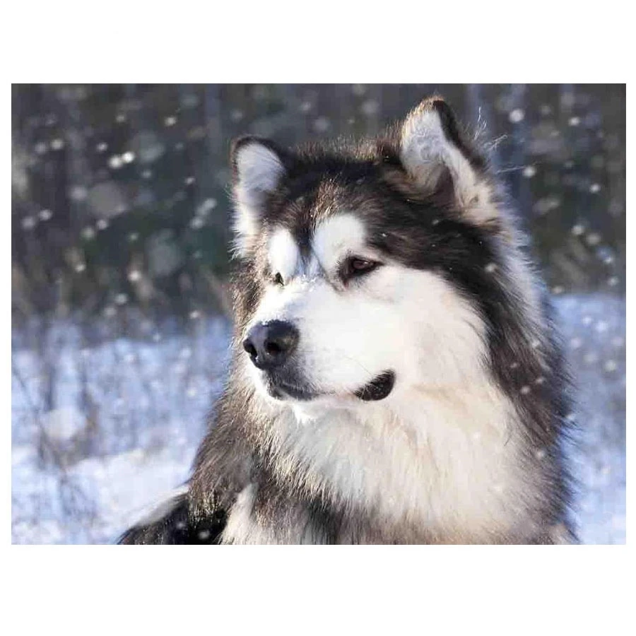 100% полная 5D алмазная живопись «сделай сам», Аляскинский маламут, 3D вышивка крестиком, стразы, квадратная алмазная живопись, мозаика, набор ...
100% полная 5D алмазная живопись «сделай сам», Аляскинский маламут, 3D вышивка крестиком, стразы, квадратная алмазная живопись, мозаика, набор ...