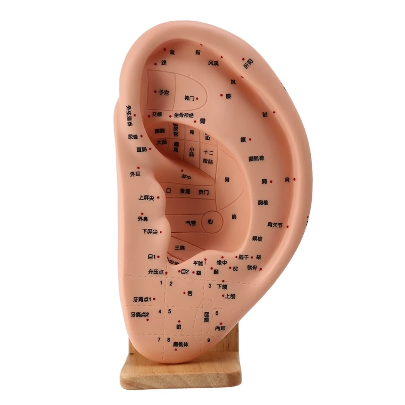 Human Ear Acupuncture Model with Acupuncture Points Ear Massage Model Meridian Acupoint Model Ergonomic Tools Learning
Human Ear Acupuncture Model with Acupuncture Points Ear Massage Model Meridian Acupoint Model Ergonomic Tools Learning