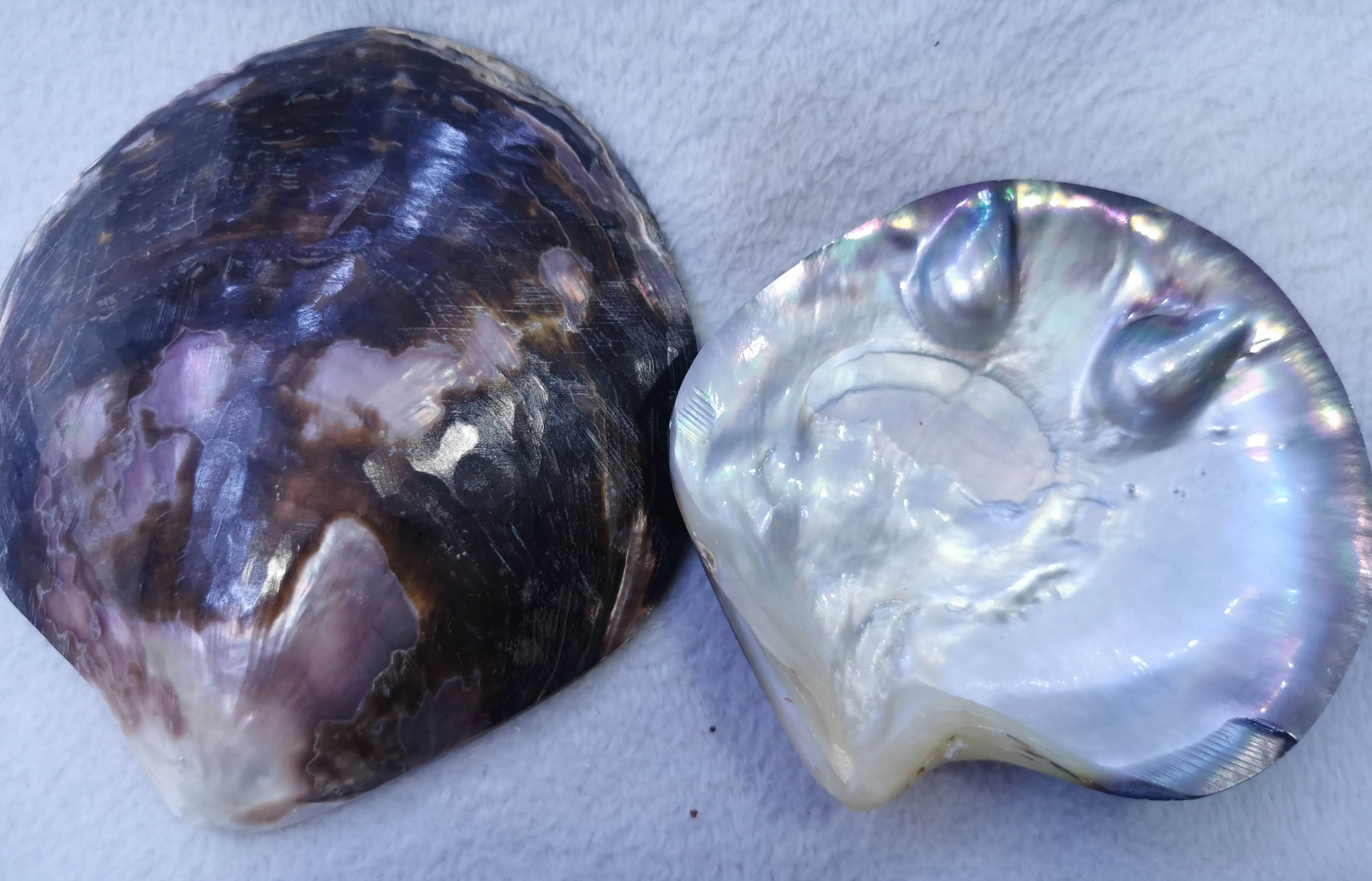 Large Grey black Natural Purple Pink Mother of Pearl shell belt Iridescent Half shell Pearlized M O P Shell Seashell Ring Holder
Large Grey black Natural Purple Pink Mother of Pearl shell belt Iridescent Half shell Pearlized M O P Shell Seashell Ring Holder