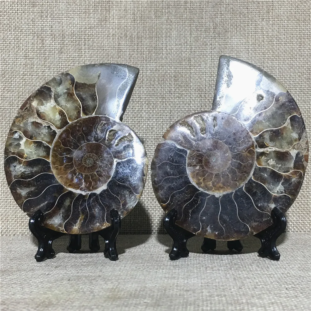 Natural Conch Fossil Section quartz crystal specimen Home furnishing decoration stone and crystal Reiki healing Specimen
Natural Conch Fossil Section quartz crystal specimen Home furnishing decoration stone and crystal Reiki healing Specimen
