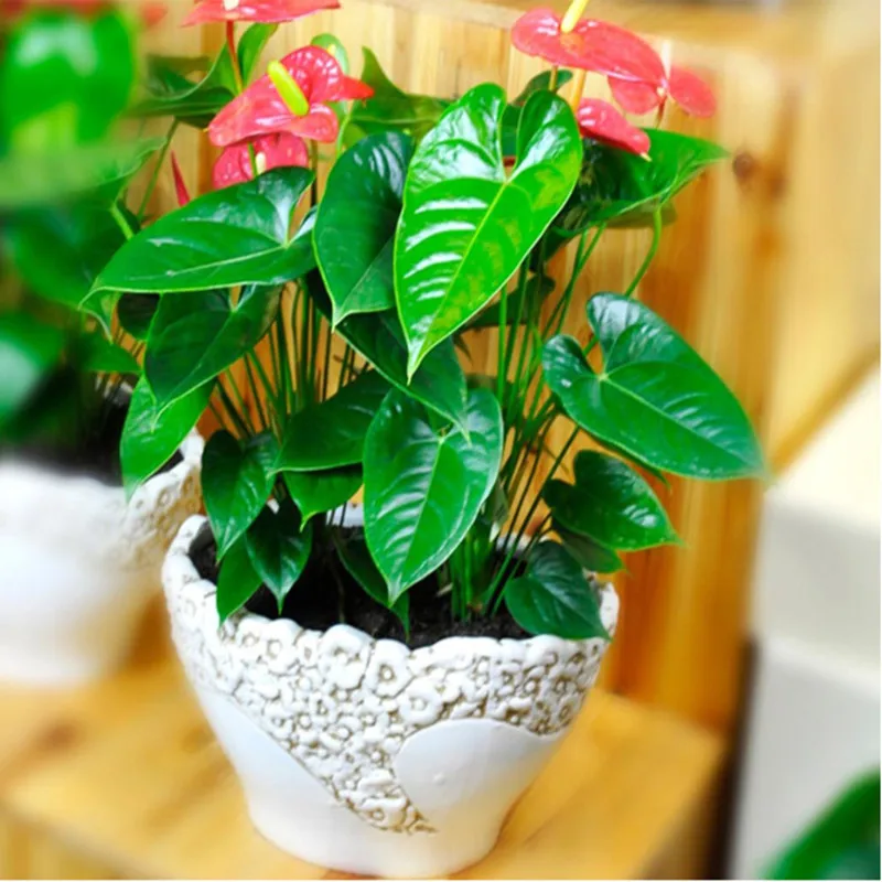 Fertilizer for landscaping /Landscaping Fertilizer/Bonsai fertilizer/New Transplant Fertilizer
Fertilizer for landscaping /Landscaping Fertilizer/Bonsai fertilizer/New Transplant Fertilizer