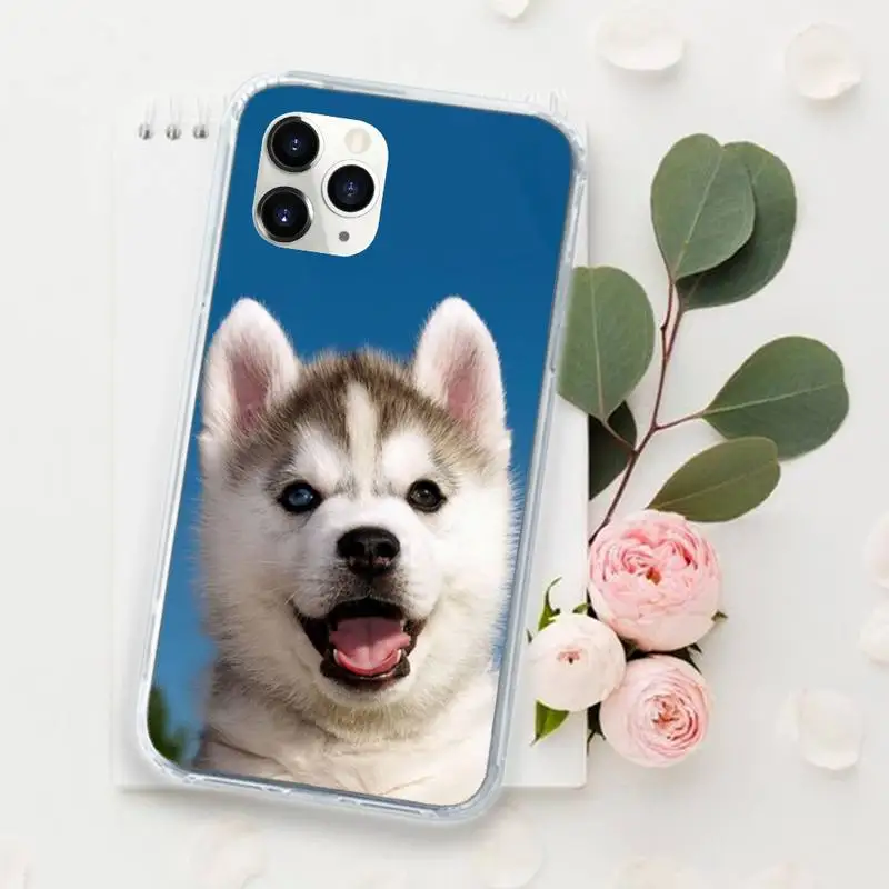 husky cute dog animal Phone Case for iPhone 11 12 pro XS MAX 8 7 6 6S Plus X 5S SE 2020 XR Luxury brand shell funda coque
husky cute dog animal Phone Case for iPhone 11 12 pro XS MAX 8 7 6 6S Plus X 5S SE 2020 XR Luxury brand shell funda coque
