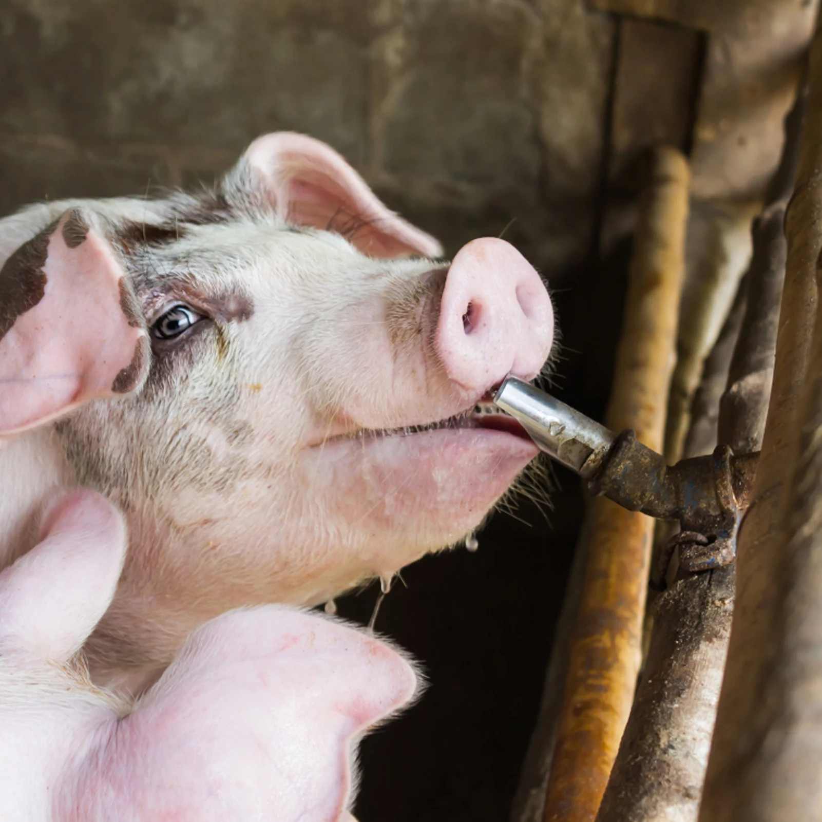 5PCS Pig Drinking Irrigation Drinker Nipple Valve Drinking Valve Stainless Steel Water Feeder Faucet Drinking Fountain 72x21 MM 
5PCS Pig Drinking Irrigation Drinker Nipple Valve Drinking Valve Stainless Steel Water Feeder Faucet Drinking Fountain 72x21 MM