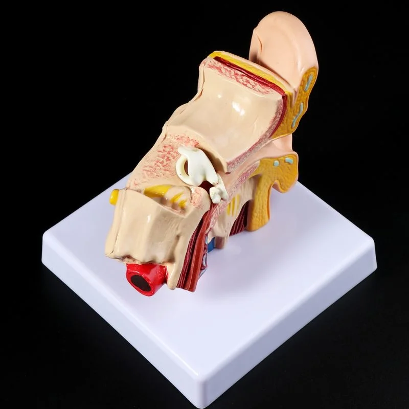 Times 1 Pc 1.5 Life Size Human Ear Anatomy Model Organ Teaching Supplies Professional
Times 1 Pc 1.5 Life Size Human Ear Anatomy Model Organ Teaching Supplies Professional
