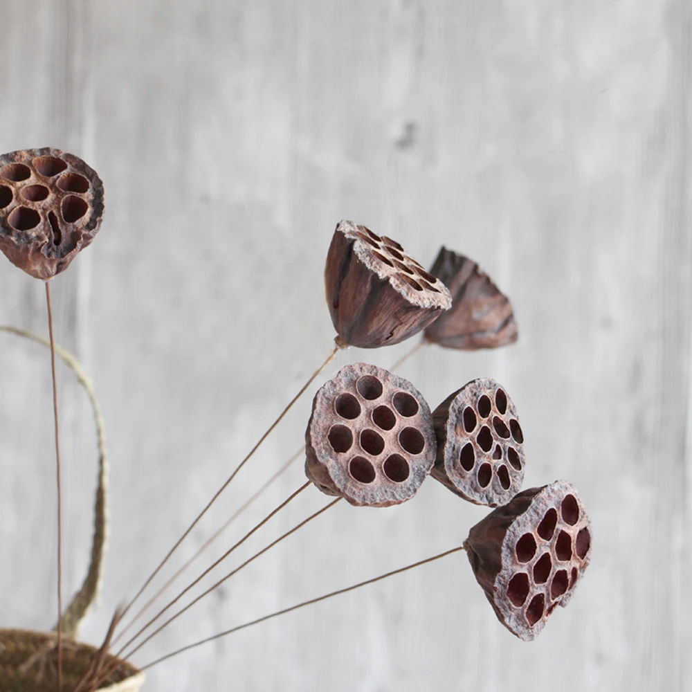 5pcs dried naturally flower bouquets small size naturally dired lotus seedpod&seedpod of the lotus without seed
5pcs dried naturally flower bouquets small size naturally dired lotus seedpod&seedpod of the lotus without seed