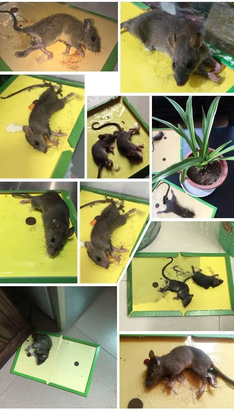 5 PCS Mouse Board Sticky Mice Glue Trap High Effective Rodent Rat Snake Bugs Catcher Pest Control Reject Non-toxic Eco-Friendly
5 PCS Mouse Board Sticky Mice Glue Trap High Effective Rodent Rat Snake Bugs Catcher Pest Control Reject Non-toxic Eco-Friendly