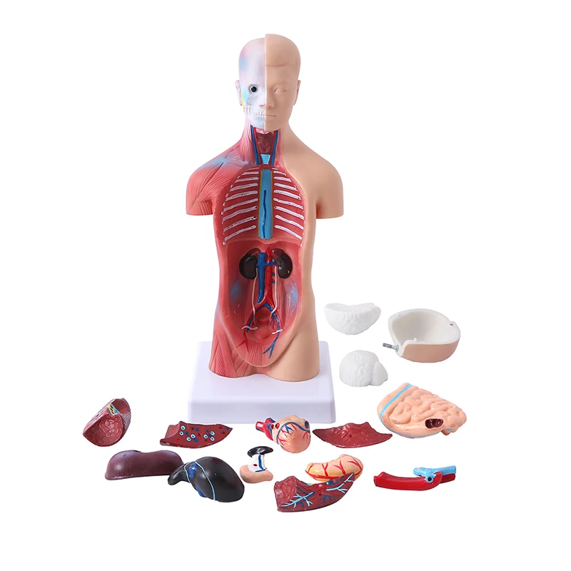 Human Torso Body Model Anatomy Anatomical Medical Internal Organs For Teaching Human body structure
Human Torso Body Model Anatomy Anatomical Medical Internal Organs For Teaching Human body structure
