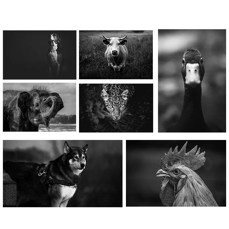 Elephant Canvas Painting On The Wall Black and White Animal Poster And Print Mural Modular Picture Home Decor For Living Room
Elephant Canvas Painting On The Wall Black and White Animal Poster And Print Mural Modular Picture Home Decor For Living Room