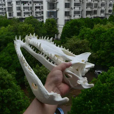 1Pcs Real Animal skull Amphibian crawl Taxidermy 8-16" Inch (From the farm)
1Pcs Real Animal skull Amphibian crawl Taxidermy 8-16" Inch (From the farm)