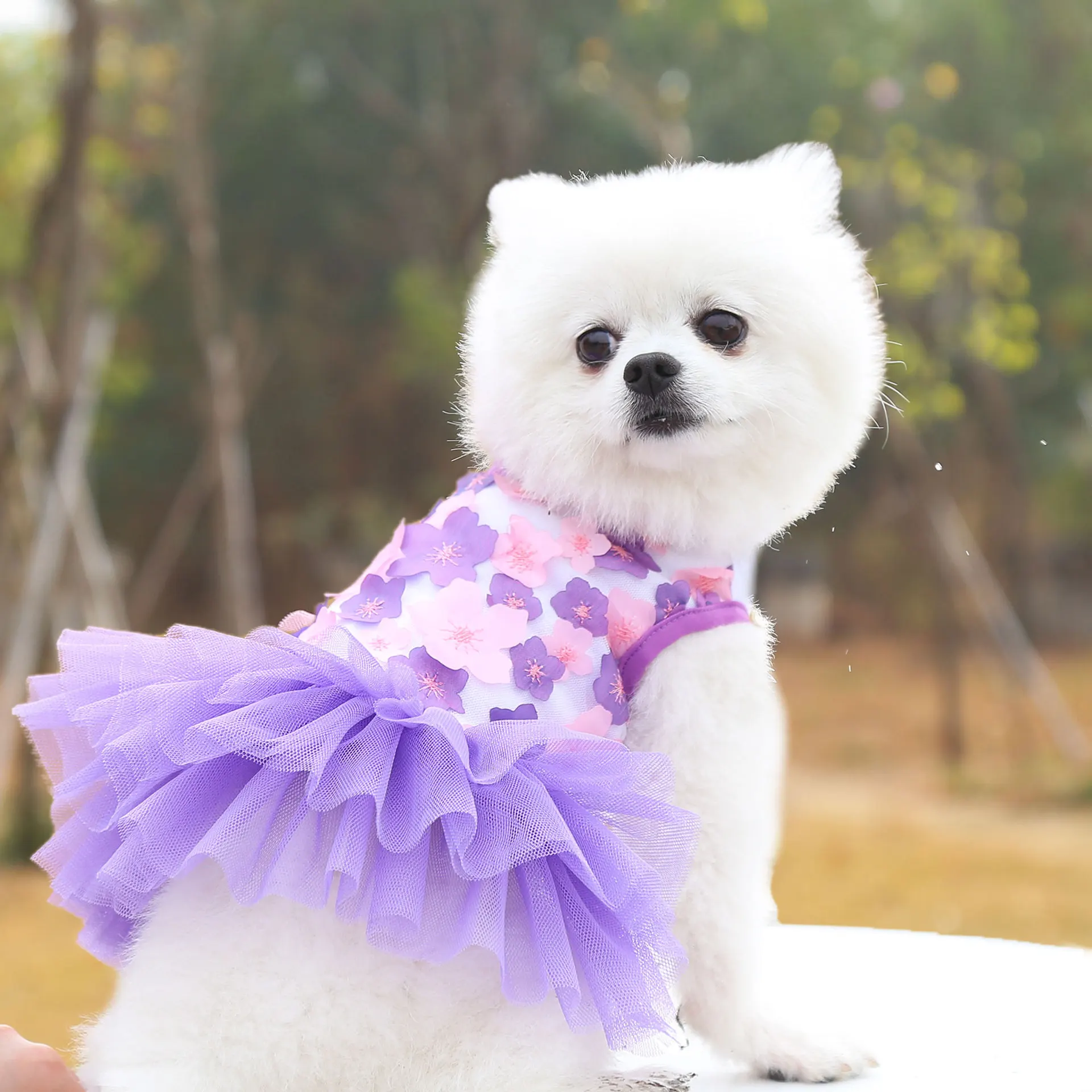 Pet Dog Skirt Pet Cat Clothes Spring and Summer Clothes for Small Dogs than Teddy bear pet supplies peach blossom skirt
Pet Dog Skirt Pet Cat Clothes Spring and Summer Clothes for Small Dogs than Teddy bear pet supplies peach blossom skirt