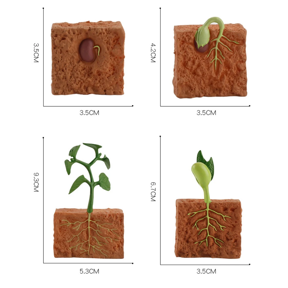 Montessori Cognitive Toy Simulation Life Cycle Of A Green Bean Plant Growth Cycle Model Science Educational Toys For Children
Montessori Cognitive Toy Simulation Life Cycle Of A Green Bean Plant Growth Cycle Model Science Educational Toys For Children