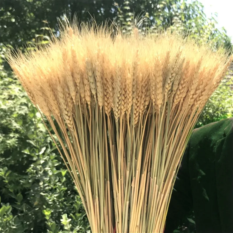 Natural Dried Flowers Wheat Opening Flower Dasket Home Decoration Photo Props Decoration Banquet Decoration Wedding Decoration
Natural Dried Flowers Wheat Opening Flower Dasket Home Decoration Photo Props Decoration Banquet Decoration Wedding Decoration