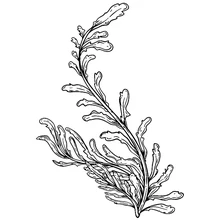 2021 New Retro Ocean Plant Seaweed Pattern Clear Stamp For DIY Craft Making Greeting Card and Scrapbooking No Metal Cutting Dies
