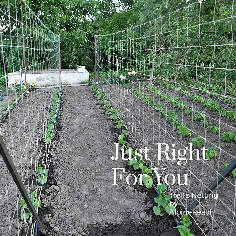 Plant Trellis Netting Heavy-duty Polyester Plant Support Vine Climbing Hydroponics Garden Net Accessories Multi Use Polyester
Plant Trellis Netting Heavy-duty Polyester Plant Support Vine Climbing Hydroponics Garden Net Accessories Multi Use Polyester
