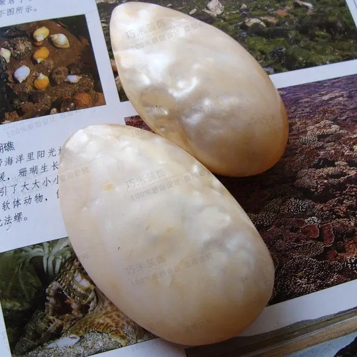 Pearl shell shellfish samples of natural conch shells floor home decoration pictures
Pearl shell shellfish samples of natural conch shells floor home decoration pictures