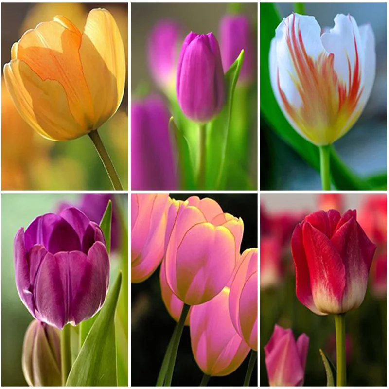 5D DIY Diamond Painting Full Square Drill Flower Diamond Embroidery Cross Stitch Kit Rose Rhinestone Mosaic Gift Home Decor
5D DIY Diamond Painting Full Square Drill Flower Diamond Embroidery Cross Stitch Kit Rose Rhinestone Mosaic Gift Home Decor
