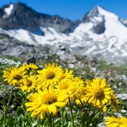 Doronicum Flowers Nationalpark Hohe Tauern Poster Print by Martin Zwick (34 x 25) | Дом и сад