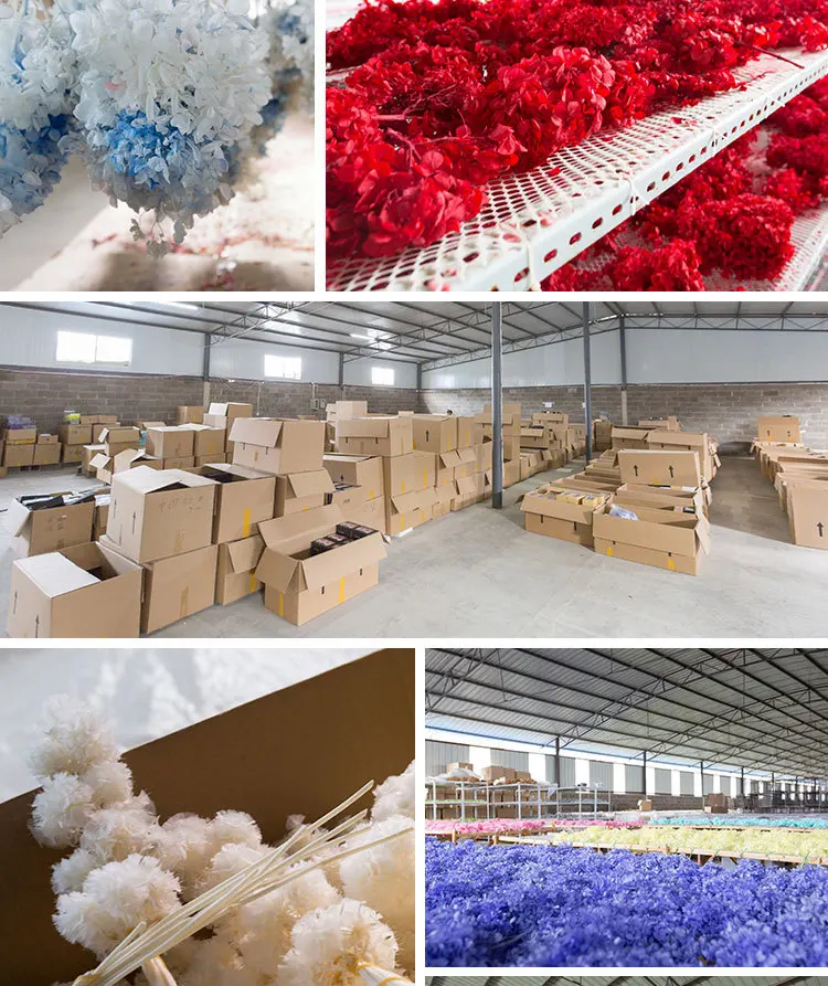 20g/lot High Quality Natural Fresh Preserved Flowers Dried Hydrangea Flower Head For DIY Real Eternal Life Flowers Material
20g/lot High Quality Natural Fresh Preserved Flowers Dried Hydrangea Flower Head For DIY Real Eternal Life Flowers Material